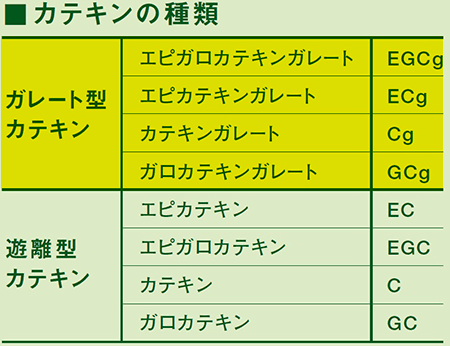 カテキンの種類