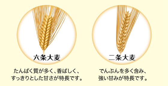 ぜいたく大麦 小麦 違い 最高の花の画像